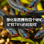 雅化集团拥有四个锂矿矿权70%的控制权