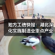 地方工信快报：湖北深化实施制造业重点产业链链长制（图2）