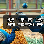 衔接“一带一路”重要线路!贵南高铁全线开通运营(图1) 衔接“一带一路”重要线路!贵南高铁全线开通运营(图1)