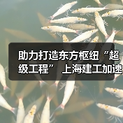 助力打造东方枢纽“超级工程” 上海建工加速推进工程建设(图2) 助力打造东方枢纽“超级工程” 上海建工加速推进工程建设(图2)