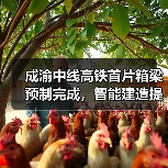 成渝中线高铁首片箱梁预制完成,智能建造提速效率提升(图2) 成渝中线高铁首片箱梁预制完成,智能建造提速效率提升(图2)
